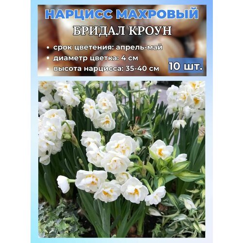 ������ ������ ������� ��������, �������� 10 ���� ����