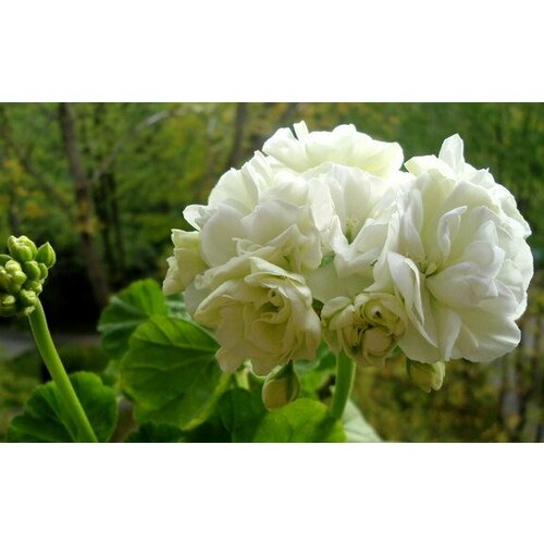 ������ ������ ������ ���������� ���������� ��������� ��� ����� 4 �� (1 �������� (O)) ����