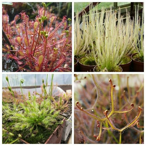 ������ ������ ������ ��������� ������� ���� 4-� �������� �����, 15+ �� ����