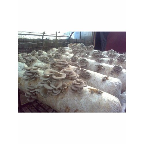 ������ ������ ������� ������� (����� ��35) - 2 ��. ����