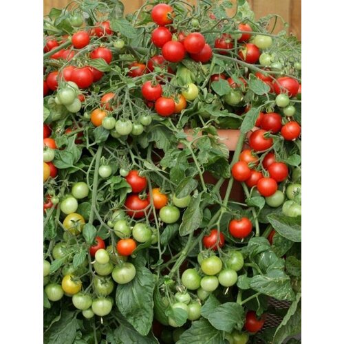 ������ ������ ������ ����� ��������� ����������, 10 ���� ����