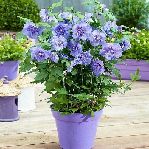 ������ ������ �������� ������� �����, Hibiscus Blue Chiffon, ���������, ��������, ������ ����