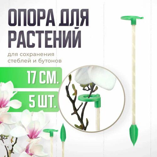 ������ ������ ����� ��� �������� � �������, ������� ������� ��� �������, ��� ������� , ��������� ������ 17 �� - 5 �� ����