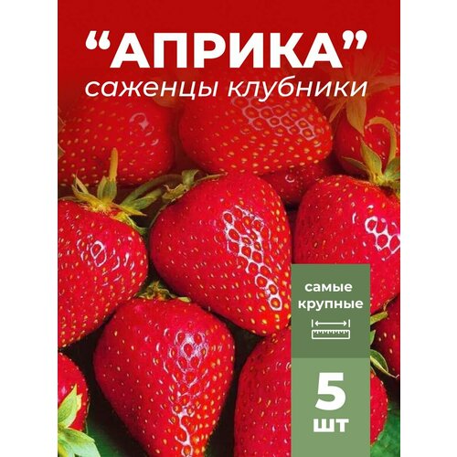 ������ ������ �������� ����� ������������� ������ , �������/��������� �������� 5 �� ����