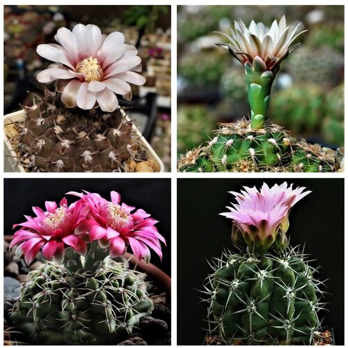 ������ ������ ������ ������ ��������� ������ Gymnocalycium mix 10 ��. ����
