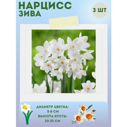 ������ ������ ������� ����, ����������� �����, �������� 3 �� ����