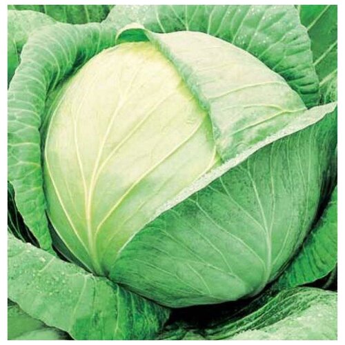 ������ ������ ������. ������� ������������ 