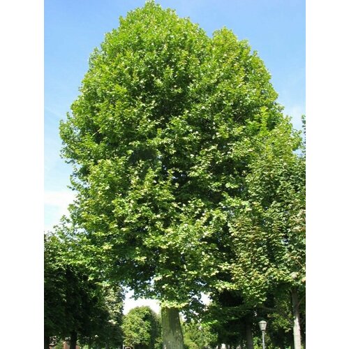 ������ ������ ������ ������������� ������ ������ ���������, �����������, 20 ���� ����