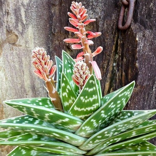������ ������ ���� �����������, ���� Variegata, �������������, ������ ����