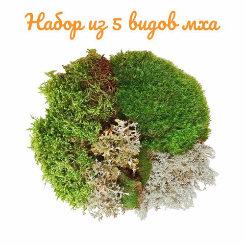 ������ ������ ����� �� 5 ����� ���. ��� ��������, ��������, ��������, �������, �����. ����������� �����. ����