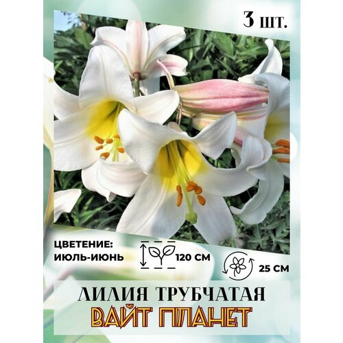 ������ ������ ����� ���������, �������� 3 ��. ����