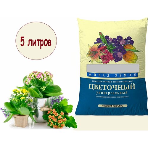 ������ ������ ���������� ����� 5� ����� ����� ����