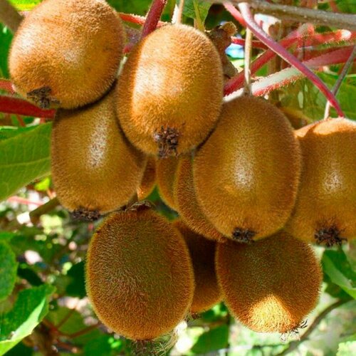 ������ ������ ��������� ������������ ������ (1 ������� � ������ 15-20 ��) ����