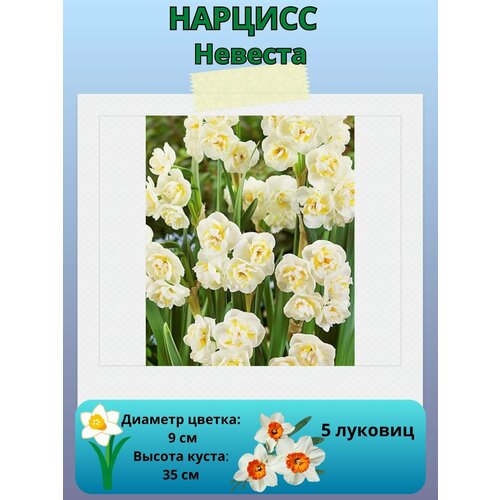 ������ ������ ������� �������, ����������� �����, �������� ��� ������� 5 �� ����