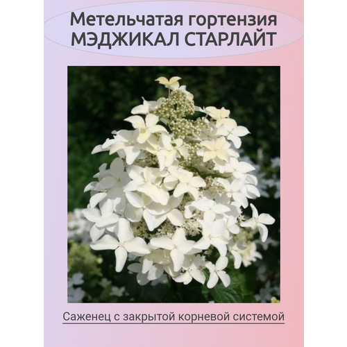 ������ ������ ����������� ��������� �������� �������� ����