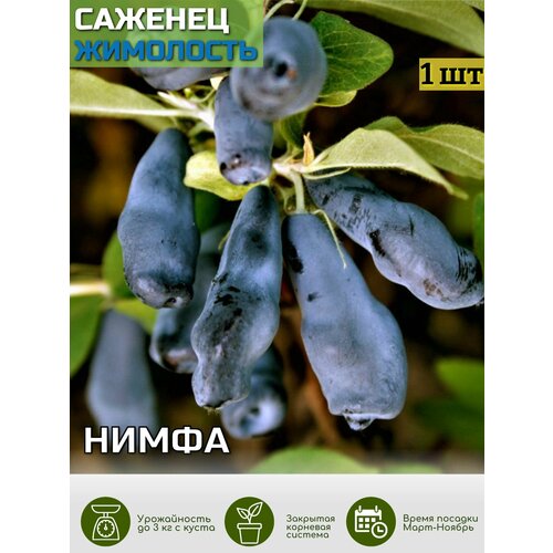 ������ ������ ��������� ����� ������� ��� ����