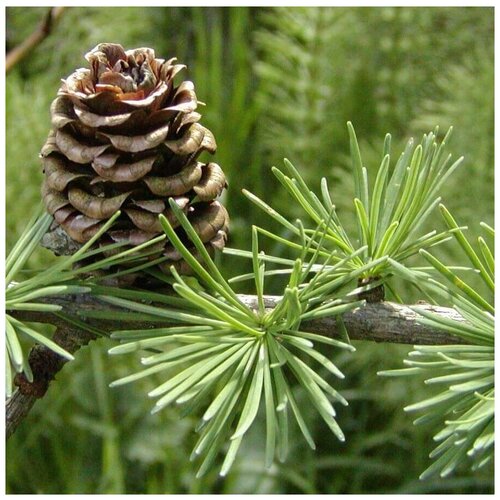 ������ ������ ������ ������ ����������� ��������, �������� 30 ��. ����