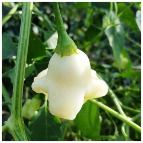 ������ ������ ������ ������ ����� ������ White fantasy 5 ��. ����