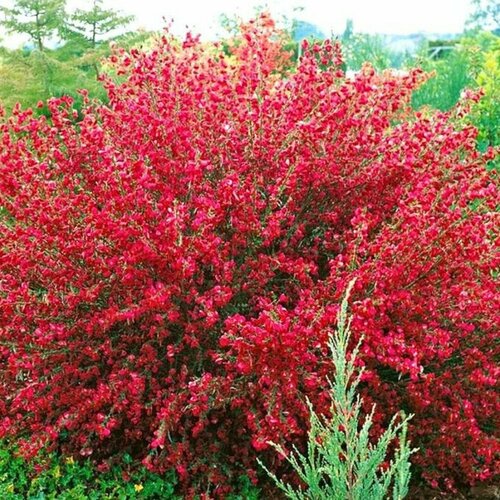 ������ ������ �������� ������ ���� (Szkolka roslin A.M (������)), 1 ������� � ������ 15-20 �� ����