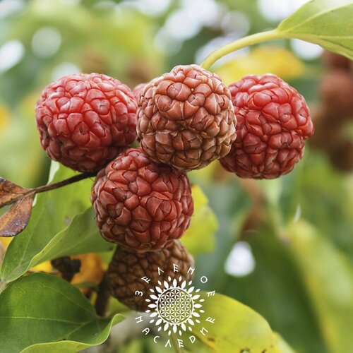 ������ ������ ������ �������� ������������ - ���������� ������ - ������ (���. Cudrania tricuspidata) 20 �� ����