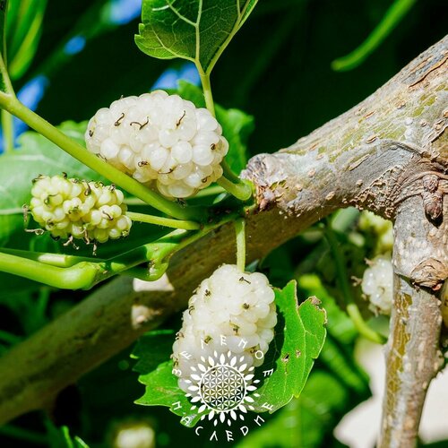 ������ ������ ������ ��������� ����� - �������� (���. Morus alba) 30�� �� Green Legacy ����