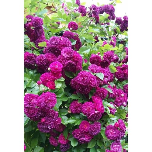 ������ ������ ���� ��������� ��� �������� 2�� ����