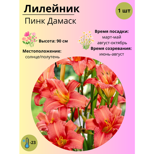 ������ ������ �������� ���� ������, ����������� ����� / ������ 1 �� ����