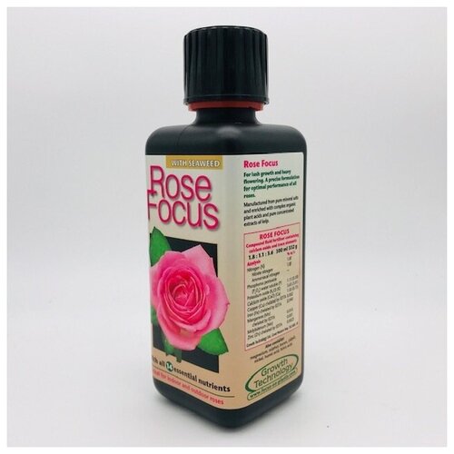     Rose Focus 300    -     , -,   