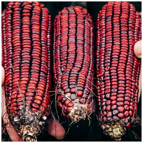 ������ ������ ������ ������ �������� ������� ����� 10 ��. ����