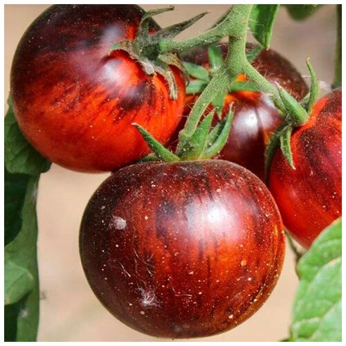 ������ ������ ������ ������ ����� �������� ���� 10 ��. ����