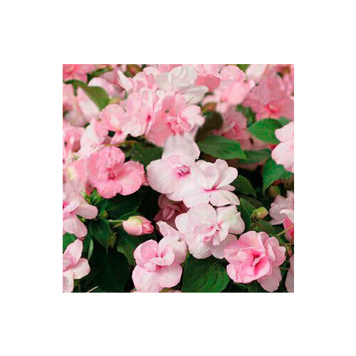 ������ ������ ������ ������ ��������� �������� ����� ����� (5 ��.) ����