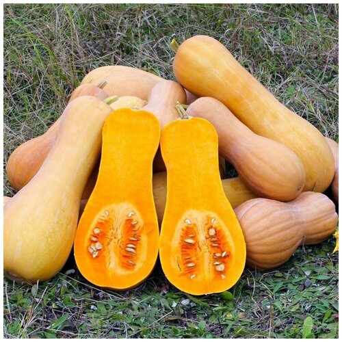 ������ ������ ������ ������ ����� ��������� 5 ��. ����