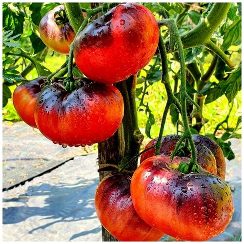 ������ ������ ������ ������ ����� ���� ����� 10 ��. ����