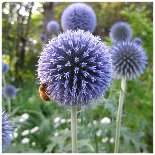 ������ ������ ������ ������ ��������� ����������� 50 ��. ����