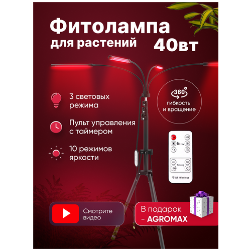 ������ ������ ��������� ������� ������� ��� ���, ������������, �� �������, 4 �����, �������� ��� ������� � ��������� �������� ����