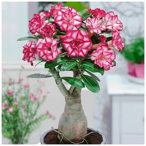 ������ ������ ������� ������ ���� ������, ������.10 ��. ���������. (���� �������) ����