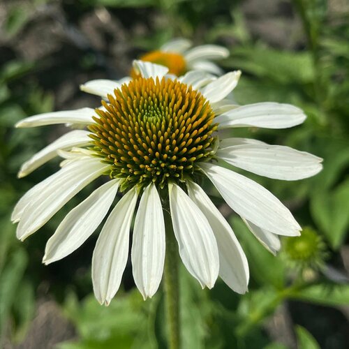 ������ ������ �������� ��������� �����, ������ ����