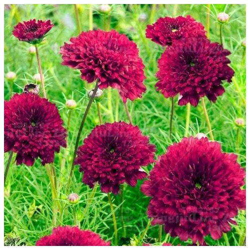 ������ ������ ������ �������� ������ �������� ����