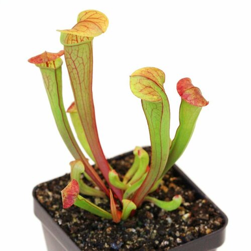 ������ ������ ������ ��������� ����������, Sarracenia �reophila, ������ ��������, ��������� ��� ����
