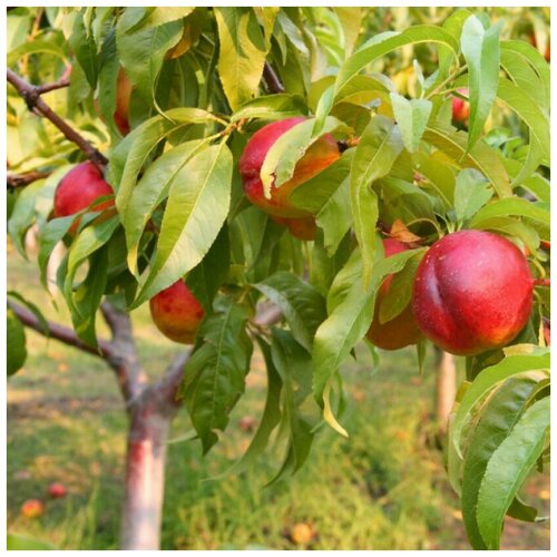 ������ ������ ������ ������ �������� ����� ������ 5 ��. ����