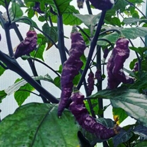 ������ ������ ������ ������ ����� Yaki Blu X Pink Tiger, 5 ����� + ������� ����