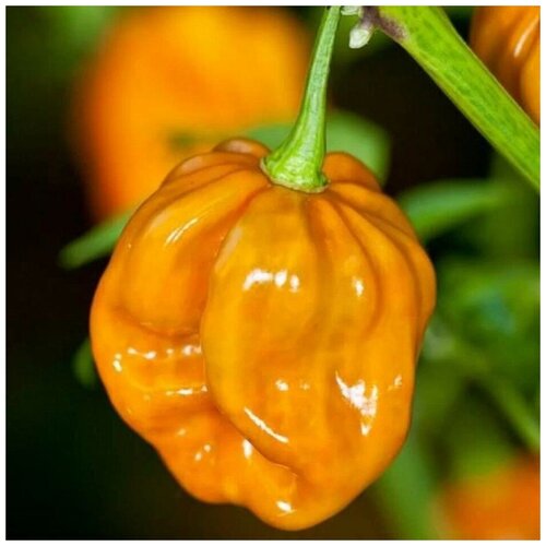 ������ ������ ������ ������ ������ ����� Habanero Mustard 5 ��. ����