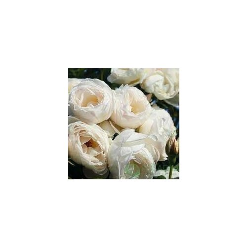 ������ ������ ���� ��������� ��� ���� ����