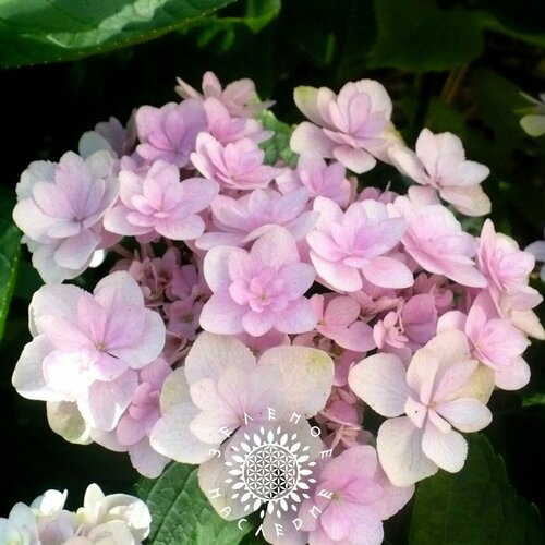      (. Hydrangea bretschneideri Dippel) 25  