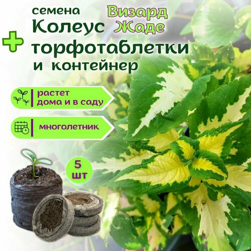 ������ ������ ������ ������ ����, ������ + �������� �������� Jiffy � �������, 5 �� ����