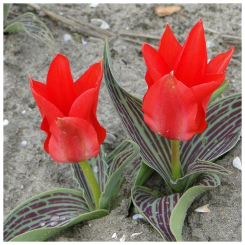 ������ ������ ������� ALI BABA 5 ������� ����