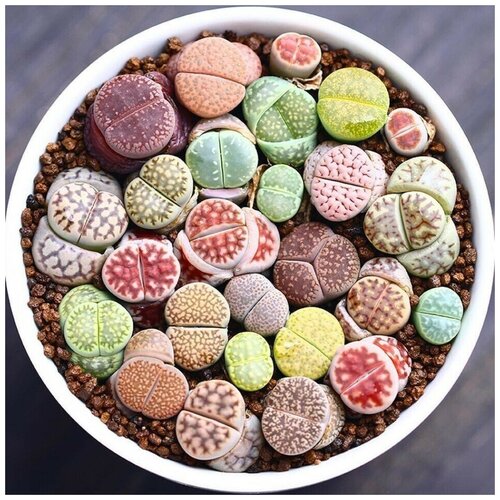      Lithops mix 10 .   -     , -,   