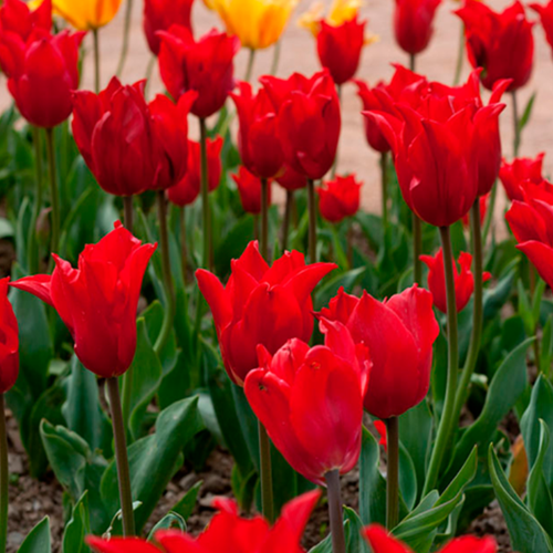 ������ ������ �������� �������� PRETTY WOMAN ( 5 �� ) ����