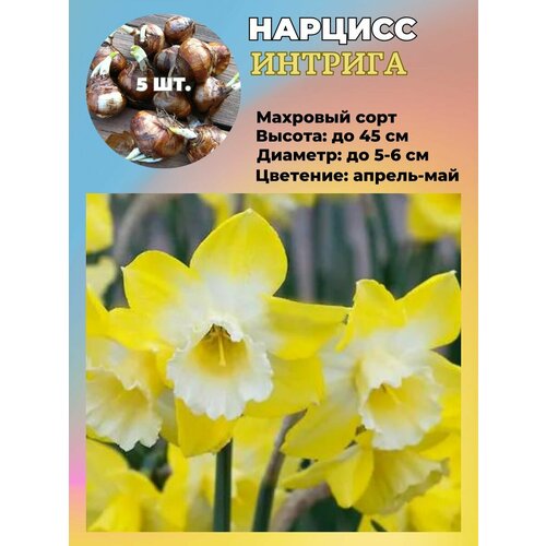 ������ ������ ������� ��������, �������� 5 ���� ����