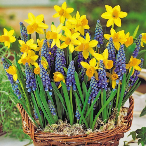 ������ ������ �������� ������, chipollino flowers, ����� ����� 1 (15 �������) ����